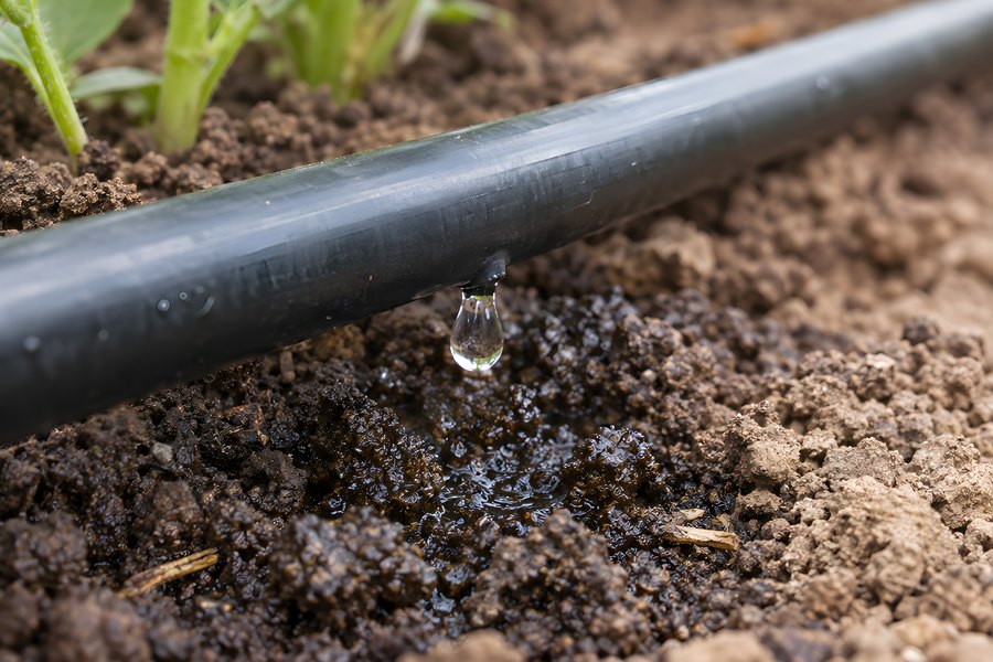 Close-up of a black drip irrigation pipe releasing a water droplet onto moist soil beside young vegetable seedlings