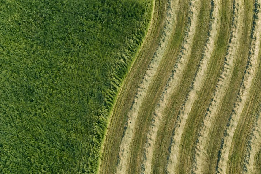 Aerial view of a hay field boundary with curving mown swaths beside uncut green grass