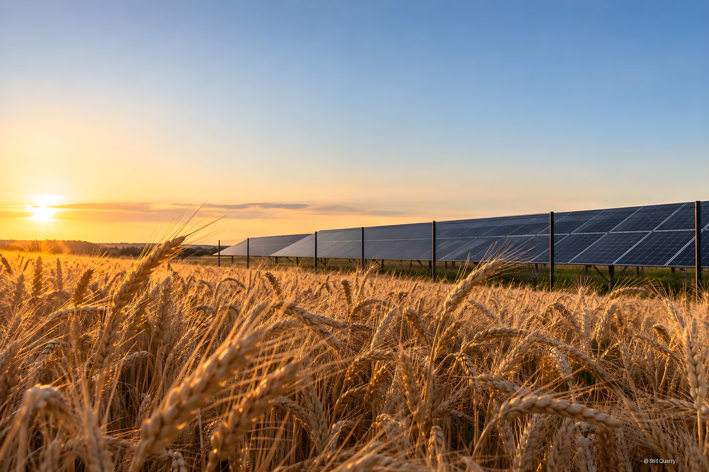 Row of ground-mounted solar panels beside a golden wheat field at sunset, solar and agriculture sharing farmland