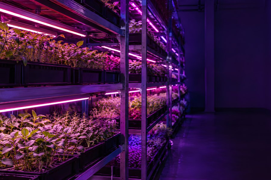 Vertical farm growth chamber with rows of seedling trays glowing under magenta LED grow lights