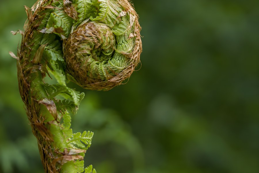 Close-Up of a Coiled Fern Fiddlehead Unfurling Against a Soft Green Background