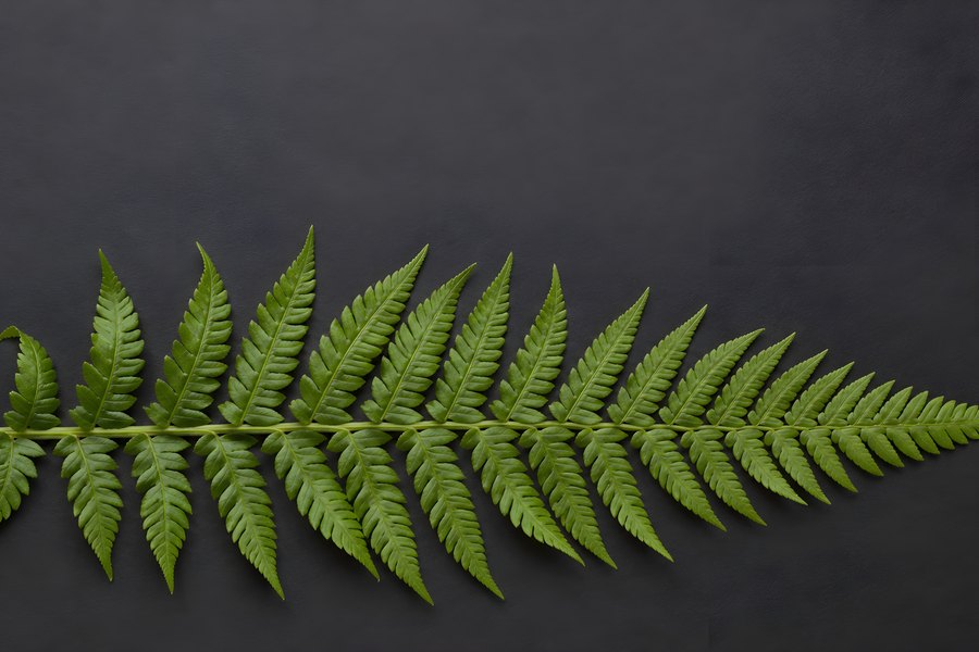Single fern frond with detailed pinnate leaflets laid flat against a dark charcoal background