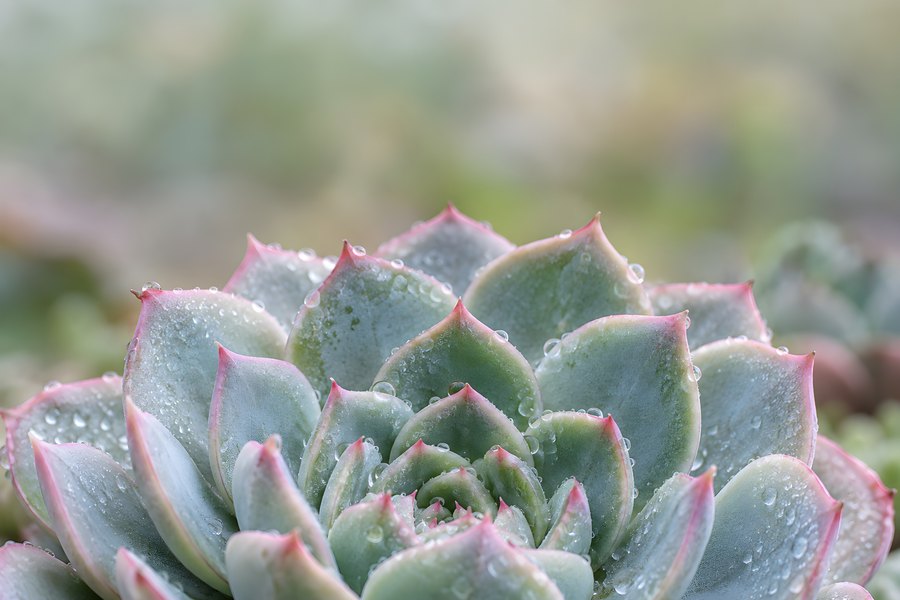 Close-up of an echeveria succulent rosette with fresh water droplets on pink-tipped leaves and a soft blurred garden background