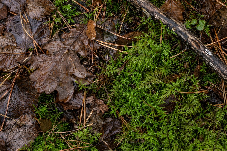 Top-down close-up of green moss, wet fallen oak leaves and pine needles on a forest floor beside a lichen-covered branch