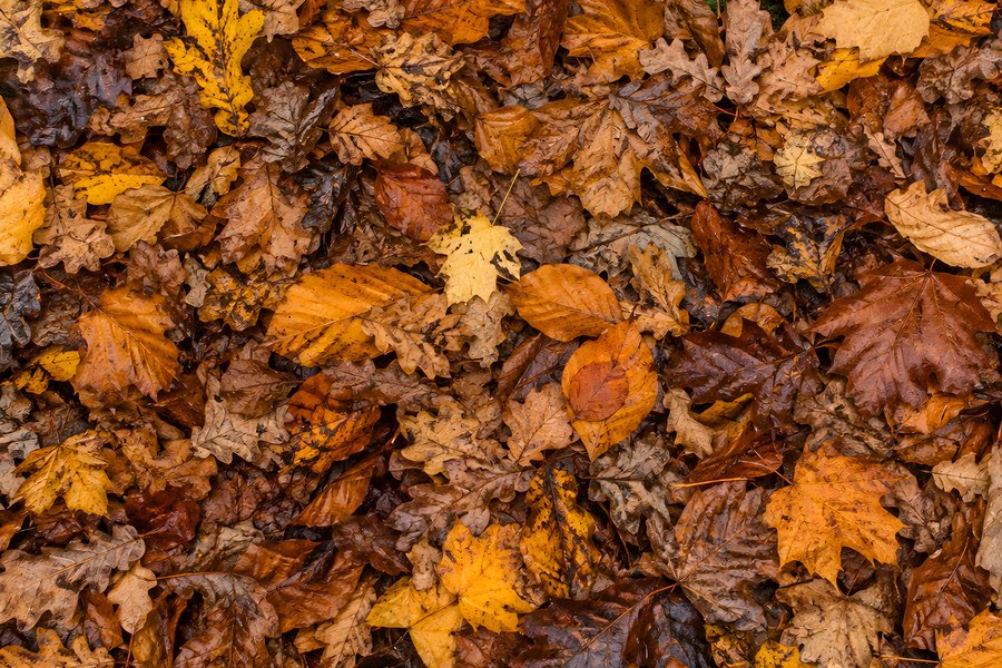 Overhead View of a Wet Autumn Leaf Carpet with Golden, Amber and Rust Foliage