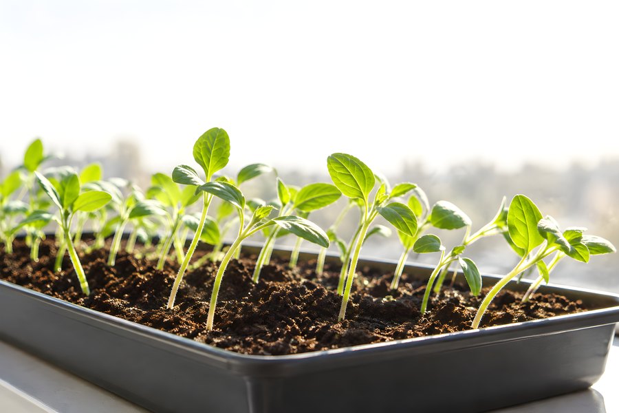 Rows of Young Seedlings Sprouting in a Dark Soil Tray on a Sunlit Windowsill